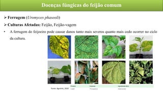 Doenças fúngicas do feijão comum
Ferrugem (Uromyces phaseoli)
Culturas Afetadas: Feijão, Feijão-vagem
• A ferrugem do feijoeiro pode causar danos tanto mais severos quanto mais cedo ocorrer no ciclo
da cultura.
Fonte: Agrolink, 2020
 