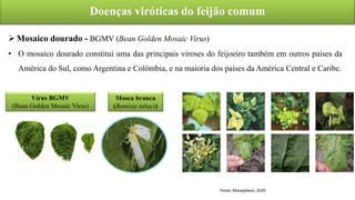 Doenças viróticas do feijão comum
Mosaico dourado - BGMV (Bean Golden Mosaic Virus)
• O mosaico dourado constitui uma das principais viroses do feijoeiro também em outros países da
América do Sul, como Argentina e Colômbia, e na maioria dos países da América Central e Caribe.
Fonte: Manejebem, 2020
Mosca branca
(Bemisia tabaci)
Vírus BGMV
(Bean Golden Mosaic Virus)
 