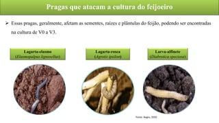 Pragas que atacam a cultura do feijoeiro
 Essas pragas, geralmente, afetam as sementes, raízes e plântulas do feijão, podendo ser encontradas
na cultura de V0 a V3.
Fonte: Aegro, 2020
Lagarta-rosca
(Agrotis ipsilon)
Lagarta-elasmo
(Elasmopalpus lignosellus)
Larva-alfinete
(Diabrotica speciosa)
 