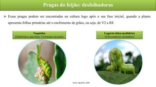 Pragas do feijão: desfolhadoras
 Essas pragas podem ser encontradas na cultura logo após a sua fase inicial, quando a planta
apresenta folhas primárias até o enchimento de grãos, ou seja, de V2 a R8.
Fonte: Agrolink, 2020
Vaquinha
(Diabrotica speciosa, Cerotoma arcuata)
Lagarta-falsa-medideira
(Chrysodeixis includens)
 