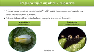 Pragas do feijão: sugadoras e raspadoras
Fonte: Agrolink, 2020
Mosca-branca
(Bemisia tabaci)
Ácaro-rajado
(Tetranhychus urticae)
 A mosca-branca, encontrada entre os estádios V1 a R5, ataca a planta sugando a seiva, porém esse
dano é considerado pouco expressivo.
 O ácaro-rajado escarifica o tecido da planta e na sequência se alimenta dessa seiva.
 