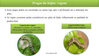 Pragas do feijão: vagens
Fonte: Agrolink, 2020
Lagarta-das-vagens
(Spodoptera eridania, S. cosmioides,
Thecla jebus, Maruca testulalis e Etiella
zinckenella)
Lagarta-helicoverpa
(Helicoverpa armigera)
 Essas pragas podem ser encontradas na cultura logo após a pré-floração até a maturação dos
grãos.
 As vagens ocasionam perdas consideráveis nos grãos de feijão, influenciando na qualidade do
produto final.
 