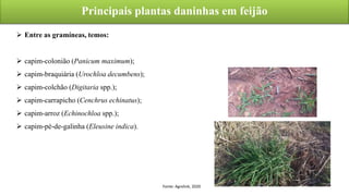 Principais plantas daninhas em feijão
Fonte: Agrolink, 2020
 Entre as gramíneas, temos:
 capim-colonião (Panicum maximum);
 capim-braquiária (Urochloa decumbens);
 capim-colchão (Digitaria spp.);
 capim-carrapicho (Cenchrus echinatus);
 capim-arroz (Echinochloa spp.);
 capim-pé-de-galinha (Eleusine indica).
 
