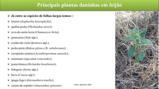 Principais plantas daninhas em feijão
Fonte: Agrolink, 2020
 Já entre as espécies de folhas largas temos: :
 leiteiro (Euphorbia heterophylla);
 quebra-pedra (Phyllanthus niruri);
 erva-de-santa-luzia (Chamaesyce hirta);
 guanxuma (Sida spp.);
 cordas-de-viola (Ipomoea spp.);
 picão-preto (Bidens pilosa e B. subalternans);
 carrapicho-rasteiro (Acanthospermum australe);
 mentrasto (Ageratum conyzoides);
 poaia-branca (Richardia brasiliensis);
 fedegoso (Senna spp.);
 buva (Conyza spp.);
 apaga-fogo (Alternanthera tenella);
 caruru-de-espinho (Amaranthus spinosus).
 