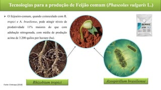 Tecnologias para a produção de Feijão comum (Phaseolus vulgaris L.)
Rhizobium tropici Azospirillum brasiliense
Fonte: Embrapa (2018)
 O feijoeiro-comum, quando coinoculado com R.
tropici e A. brasiliense, pode atingir níveis de
produtividade 11% maiores do que com
adubação nitrogenada, com média de produção
acima de 3.200 quilos por hectare (ha).
 