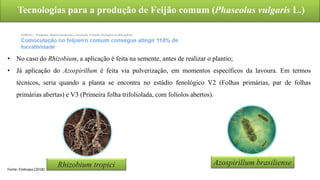 Tecnologias para a produção de Feijão comum (Phaseolus vulgaris L.)
Rhizobium tropici Azospirillum brasiliense
Fonte: Embrapa (2018)
• No caso do Rhizobium, a aplicação é feita na semente, antes de realizar o plantio;
• Já aplicação do Azospirillum é feita via pulverização, em momentos específicos da lavoura. Em termos
técnicos, seria quando a planta se encontra no estádio fenológico V2 (Folhas primárias, par de folhas
primárias abertas) e V3 (Primeira folha trifoliolada, com folíolos abertos).
 