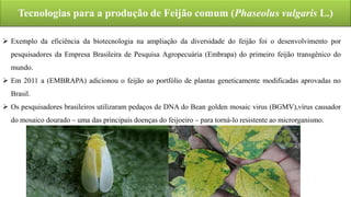 Tecnologias para a produção de Feijão comum (Phaseolus vulgaris L.)
 Exemplo da eficiência da biotecnologia na ampliação da diversidade do feijão foi o desenvolvimento por
pesquisadores da Empresa Brasileira de Pesquisa Agropecuária (Embrapa) do primeiro feijão transgênico do
mundo.
 Em 2011 a (EMBRAPA) adicionou o feijão ao portfólio de plantas geneticamente modificadas aprovadas no
Brasil.
 Os pesquisadores brasileiros utilizaram pedaços de DNA do Bean golden mosaic virus (BGMV),vírus causador
do mosaico dourado – uma das principais doenças do feijoeiro – para torná-lo resistente ao microrganismo.
 