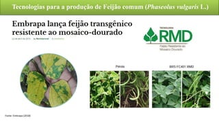 Tecnologias para a produção de Feijão comum (Phaseolus vulgaris L.)
Fonte: Embrapa (2018)
 