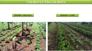 COLHEITA E PÓS-COLHEITA
FEIJÃO + CAFÉ
FEIJÃO + BANANA
 