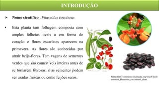  Nome científico : Phaseolus coccineus
• Esta planta tem folhagem composta com
amplos folhetos ovais a em forma de
coração e flores escarlates aparecem na
primavera. As flores são conhecidas por
atrair beija-flores. Tem vagens de sementes
verdes que são comestíveis inteiras antes de
se tornarem fibrosas, e as sementes podem
ser usadas frescas ou como feijões secos.
INTRODUÇÃO
Fonte:http://commons.wikimedia.org/wiki/File:Ill
ustration_Phaseolus_coccineus0_clean.
 