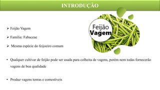 INTRODUÇÃO
 Feijão Vagem
 Família: Fabaceae
 Mesma espécie do feijoeiro comum
• Qualquer cultivar de feijão pode ser usada para colheita de vagens, porém nem todas fornecerão
vagens de boa qualidade
• Produz vagens tenras e comestíveis
 