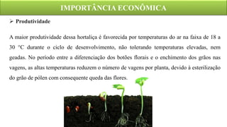 IMPORTÂNCIA ECONÔMICA
 Produtividade
A maior produtividade dessa hortaliça é favorecida por temperaturas do ar na faixa de 18 a
30 °C durante o ciclo de desenvolvimento, não tolerando temperaturas elevadas, nem
geadas. No período entre a diferenciação dos botões florais e o enchimento dos grãos nas
vagens, as altas temperaturas reduzem o número de vagens por planta, devido à esterilização
do grão de pólen com consequente queda das flores.
 