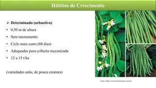 Hábitos de Crescimento
 Determinado (arbustivo)
• 0,50 m de altura
• Sem tutoramento
• Ciclo mais curto (60 dias)
• Adequadas para colheita mecanizada
• 12 a 15 t/ha
(variedades anãs, de pouca estatura)
Fonte: https://www.biosementes.com.br
 