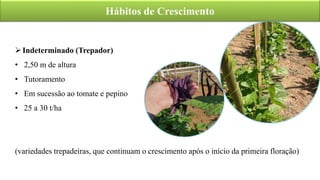 Hábitos de Crescimento
Indeterminado (Trepador)
• 2,50 m de altura
• Tutoramento
• Em sucessão ao tomate e pepino
• 25 a 30 t/ha
(variedades trepadeiras, que continuam o crescimento após o início da primeira floração)
 