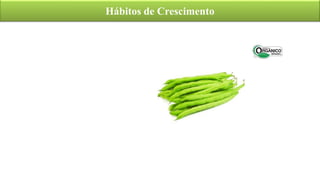 Hábitos de Crescimento
 