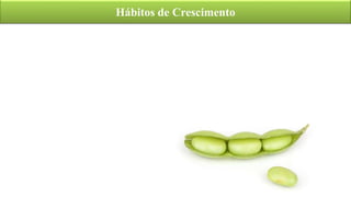 Hábitos de Crescimento
 