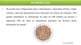 • De acordo com a Organização para a Alimentação e Agricultura (FAO), o feijão
comum é uma das leguminosas mais relevantes em termos de consumo. Tem
grande importância na alimentação de mais de 500 milhões de pessoas e
representa 50% de todas as leguminosas presentes nas diversas dietas
alimentares do mundo.
INTRODUÇÃO
Fonte: FAO (2020).
 