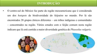 • O centro-sul do México faz parte da região mesoamericana que é considerada
um dos hotspots de biodiversidade do feijoeiro no mundo. Por lá são
encontrados 28 grupos étnicos diferentes – em tribos indígenas e comunidades
– concentrados na região. Vários estudos com o feijão comum nesta região
indicam que lá está contida a maior diversidade genética de Phaseolus vulgaris.
INTRODUÇÃO
 