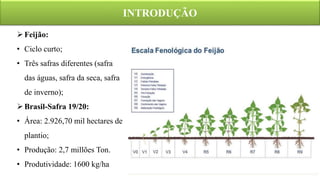 INTRODUÇÃO
Feijão:
• Ciclo curto;
• Três safras diferentes (safra
das águas, safra da seca, safra
de inverno);
Brasil-Safra 19/20:
• Área: 2.926,70 mil hectares de
plantio;
• Produção: 2,7 millões Ton.
• Produtividade: 1600 kg/ha
 