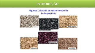 INTRODUÇÃO
 