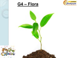 G4 – Flora