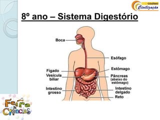8º ano – Sistema Digestório 