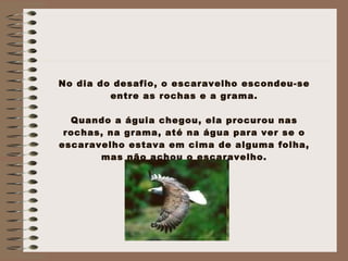 No dia do desafio, o escaravelho escondeu-se entre as rochas e a grama. Quando a águia chegou, ela procurou nas rochas, na grama, até na água para ver se o escaravelho estava em cima de alguma folha, mas não achou o escaravelho. 