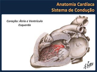 Coração: Átrio e Ventrículo Direito Coração: Átrio e Ventrículo Esquerdo 