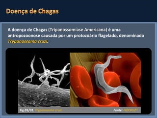 A doença de Chagas  (Tripanossomíase Americana)  é uma antropozoonose causada por um protozoário flagelado, denominado  Trypanossoma cruzi .  Fig.01/02.   Trypanosoma cruzi.  Fonte:  FIOCRUZ (1) 