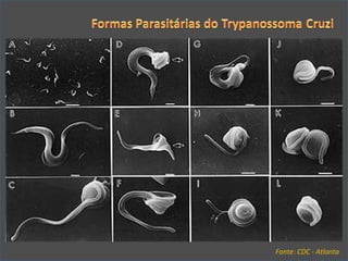 Fonte: CDC - Atlanta 