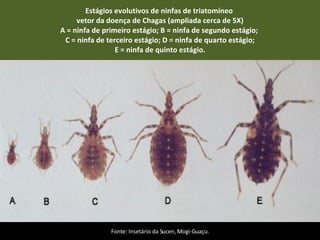 Fig .  Triatoma Infestans Vetores ◙  Hematófagos em todas as fases de seu ciclo evolutivo. Vivem em média entre um a dois anos, com evolução de ovo, ninfa e adulto, com grande capacidade de reprodução e, dependendo da espécie, com intensa resistência ao jejum. Fonte: Insetário da Sucen, Mogi-Guaçu  Estágios evolutivos de ninfas de triatomíneo  vetor da doença de Chagas (ampliada cerca de 5X) A = ninfa de primeiro estágio; B = ninfa de segundo estágio;  C = ninfa de terceiro estágio; D = ninfa de quarto estágio; E = ninfa de quinto estágio. Fonte: Insetário da Sucen, Mogi-Guaçu. 