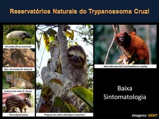 Preguiça-de-coleira ( Bradypus torquatus ) Paca ( Agouti paca) Tatu-peba ( Etrus secinctus) Cachorro do mato ( C. thous) Mico-leão-dourado ( Leontopithecus rosalia) Rato  do Campo ( B. lasiurus) Baixa Sintomatologia Imagens:  SBMT 