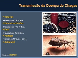 ◙  Vetorial ◙  Hemotransfusões ◙  Oral ◙  Vertical ◙  Acidental Incubação de 5 a 15 dias. Incubação de 30 a 40 dias. Incubação de 3 a 22 dias. Transplacentária, e no parto.  Imagens:  FIOCRUZ 