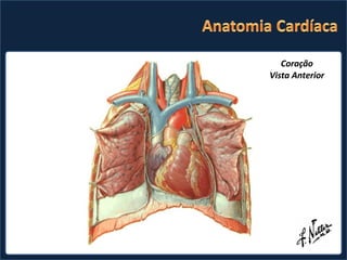 Coração Vista Anterior 