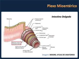 Imagem:  MOORE; ATLAS DE ANATOMIA  Intestino Delgado 
