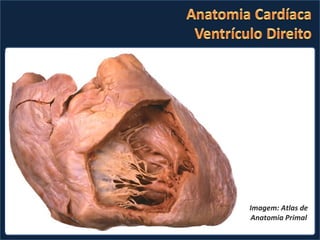 Imagem: Atlas de Anatomia Primal 
