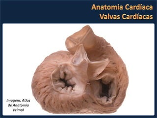 Imagem: Atlas de Anatomia Primal 