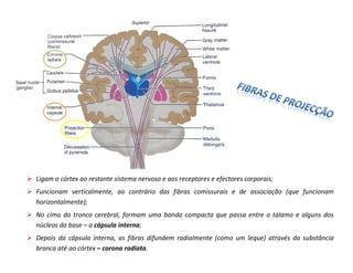 Ligam o córtex ao restante sistema nervoso e aos receptores e efectores corporais;
Funcionam verticalmente, ao contrário das fibras comissurais e de associação (que funcionam
horizontalmente);
No cimo do tronco cerebral, formam uma banda compacta que passa entre o tálamo e alguns dos
núcleos da base – a cápsula interna;
Depois da cápsula interna, as fibras difundem radialmente (como um leque) através da substância
branca até ao córtex – corona radiata.
 