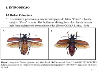 Figura 2. Imagens de Titanus giganteus: (A) Vista dorsal, (B) Vista ventral. Fotos: LE MONDE DES INSECTES.
Referencia disponível em <http://www.insecte.org/forum/viewtopic.php?f=1&t=79507> Acesso em 12 de nov.
de 2013.
1. INTRODUÇÃO
1.2 Ordem Coleoptera
• Os besouros pertencem à ordem Coleoptera (do latim “Coleo” = bainha,
estojo+ ”Ptera” = asa). São facilmente distinguíveis dos demais insetos
pela forte esclerose do exoesqueleto e dos élitros (COSTA LIMA, 1956).
3
A B
 