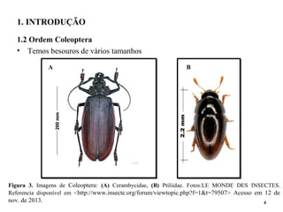 Figura 3. Imagens de Coleoptera: (A) Cerambycidae, (B) Ptiliidae. Fotos:LE MONDE DES INSECTES.
Referencia disponível em <http://www.insecte.org/forum/viewtopic.php?f=1&t=79507> Acesso em 12 de
nov. de 2013.
1. INTRODUÇÃO
1.2 Ordem Coleoptera
• Temos besouros de vários tamanhos
4
A B
200mm200mm
 