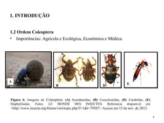 1. INTRODUÇÃO
1.2 Ordem Coleoptera
• Importâncias: Agrícola e Ecológica, Econômica e Médica.
7
A
B D E
Figura 6. Imagens de Coleoptera: (A) Scarabaeidae, (B) Curculionidae, (D) Carabidae, (E)
Staphylinidae. Fotos: LE MONDE DES INSECTES. Referencia disponivel em
<http://www.insecte.org/forum/viewtopic.php?f=1&t=79507> Acesso em 12 de nov. de 2013.
 