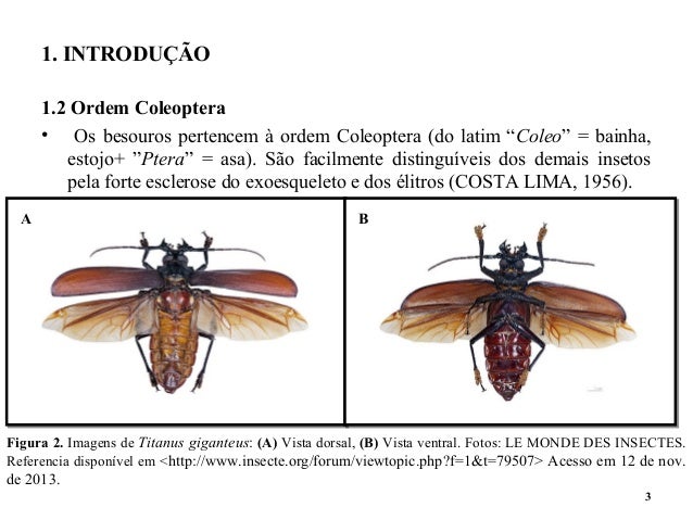 Defesa monografia