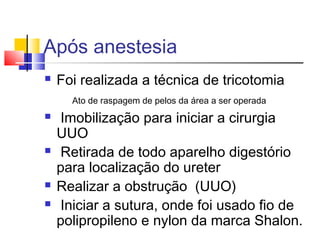 Após anestesia
 Foi realizada a técnica de tricotomia
Ato de raspagem de pelos da área a ser operada
 Imobilização para iniciar a cirurgia
UUO
 Retirada de todo aparelho digestório
para localização do ureter
 Realizar a obstrução (UUO)
 Iniciar a sutura, onde foi usado fio de
polipropileno e nylon da marca Shalon.
 