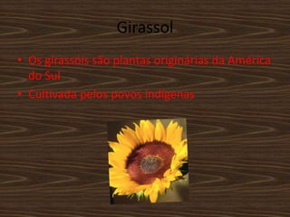 Girassol
• Os girassóis são plantas originárias da América
do Sul
• Cultivada pelos povos indígenas
 