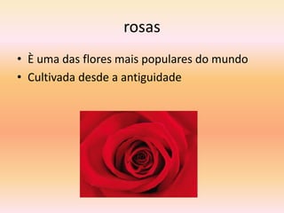 rosas
• È uma das flores mais populares do mundo
• Cultivada desde a antiguidade
 