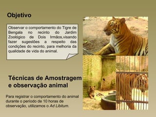 Objetivo
 Observar o comportamento do Tigre de
 Bengala no recinto do Jardim
 Zoológico de Dois Irmãos,visando
 fazer sugestões a respeito das
 condições do recinto, para melhoria da
 qualidade de vida do animal.




 Técnicas de Amostragem
 e observação animal
Para registrar o comportamento do animal
durante o período de 10 horas de
observação, utilizamos o Ad Libitum.
 