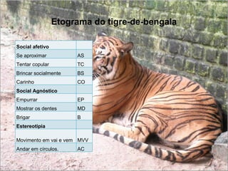 Etograma do tigre-de-bengala

Social afetivo
Se aproximar          AS
Tentar copular        TC
Brincar socialmente   BS
Carinho               CO
Social Agnóstico
Empurrar              EP
Mostrar os dentes     MD
Brigar                B
Estereotipia

Movimento em vai e vem MVV
Andar em círculos.    AC
 