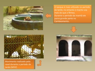 O tanque é mais utilizado no período
                             da tarde, no entanto o macho usa
                             mais do que a fêmea.
                             Durante o período da manhã ele
                             passa grande parte no
                             Cambeamento.




Movimento realizado pelo
casal durante o período da
tarde (MVV)
 