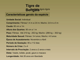 Tigre de
                     Bengala tigris tigris
                        Panthera

Características gerais da espécie
Unidade Social: Individual
Comprimento: Fêmea:1.4 m a 2.6 m; Macho: 2,6 m a 3 m
Cauda: 60 cm a 1m
Altura dos Quartos: 90 cm a 1 m
Peso: Fêmea: Até 210 kg - 252 kg; Macho: (266 kg – 302 kg)
Maturidade Sexual: Fêmea: 3-4 anos; Macho: 4-5 anos
Época de Acasalamento: Novembro a Abril
Período de Gestação: 95 a 112 dias
Número de Crias: 2 a 4
Intervalo de Procriação: 2 anos a 2 anos e meio
Dieta: Veado, búfalo, javali, gauro e macaco
Longevidade: Até 26 anos em liberdade
 
