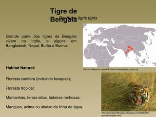 Tigre de
                         Bengala tigris tigris
                            Panthera



Grande parte dos tigres de Bengala
vivem na Índia, e alguns em
Bangladesh, Nepal, Butão e Burma.




Habitat Natural:                              http://pt.wikipedia.org/wiki/Ficheiro:Koenigstiger_map.png



Floresta conífera (incluindo bosques);

Floresta tropical;

Montanhas, terras-altas, ladeiras rochosas;

Mangues, acima ou abaixo da linha da água.
                                                                 http://animalworldimages.blogspot.com/2008/06/ti
                                                                 gre-de-bengala.html
 